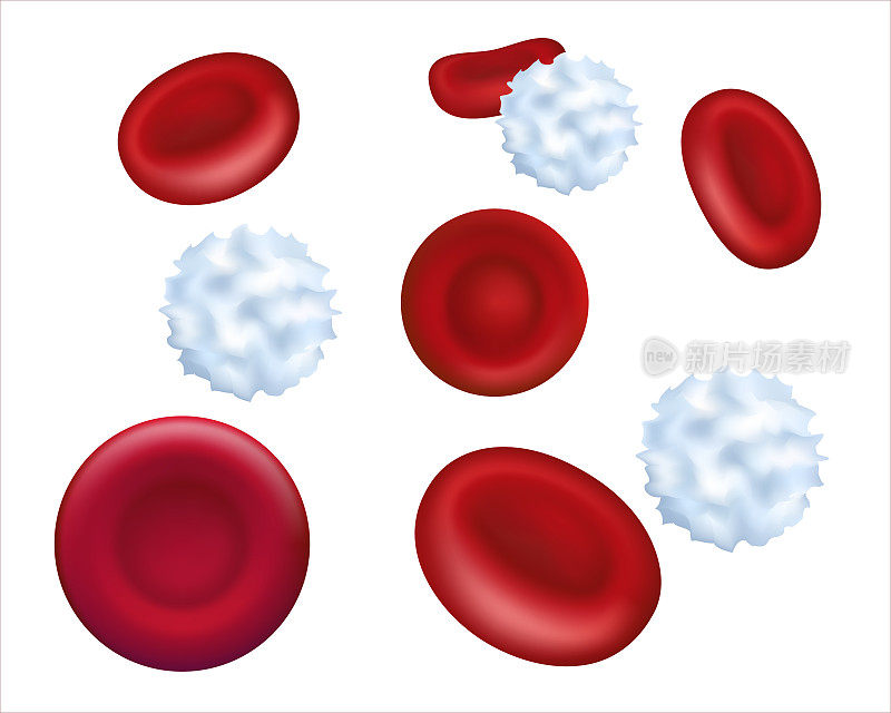 显微镜下的健康人体红细胞和白细胞。血浆中红细胞的放大。3 d演示。矢量插图EPS 10